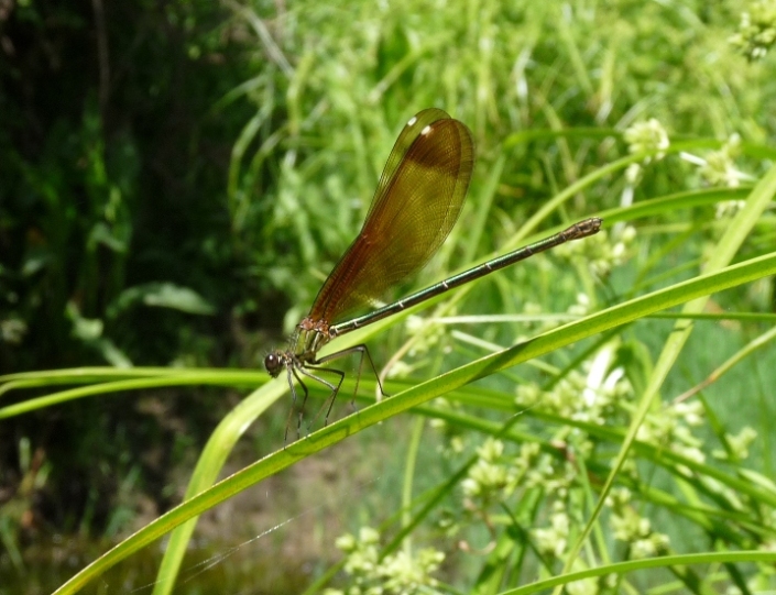 Calopterix?